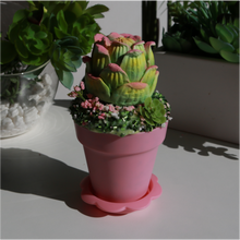 Load image into Gallery viewer, DEANNA'S SUCCULENT GARDEN