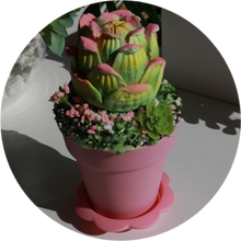 Load image into Gallery viewer, DEANNA'S SUCCULENT GARDEN
