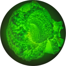 Load image into Gallery viewer, NEW MOON CAKE
